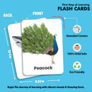 Little Learner - Flash Card (Birds & Sea Animals)