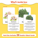 Little Learner Flash Cards - Box (12 Set's)